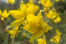 Wild Tulips Sylvestris in the green 